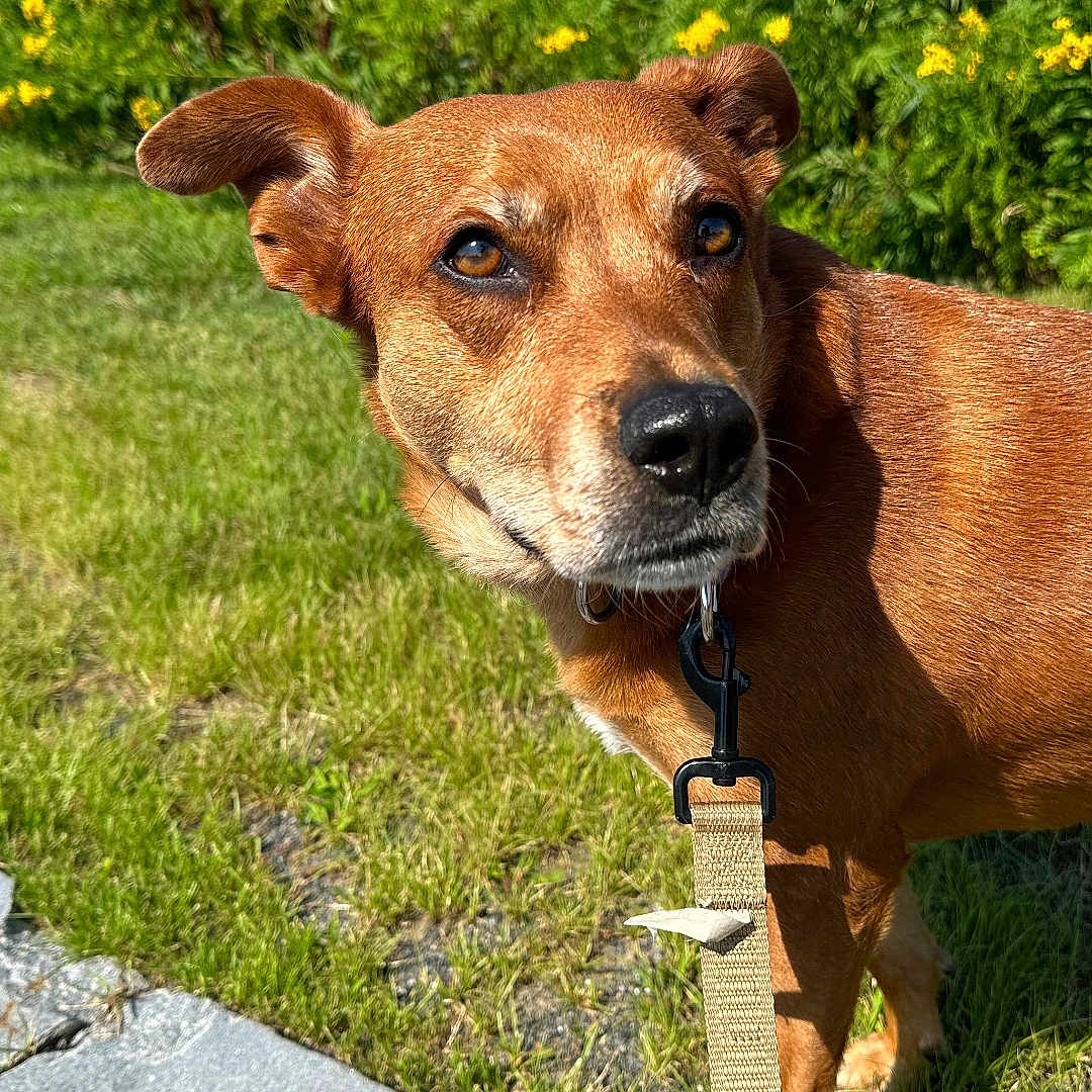 Farrah joined the competition — help win amazing prizes! accessories, animal, bulldog, canine, chihuahua, collar, dog, flagstone, flower, grass, hound, leash, outdoors, path, pet, plant, puppy, strap, summer, walkway