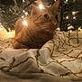 Tora joined the competition — help win amazing prizes! cat, orange_cat, christmas_tree, holiday_lights, tree_skirt, festive, cozy, indoor, pet, feline, decorations, warm_lighting, holiday, relaxed, close_up, animal, cute, tabby, christmas, celebration