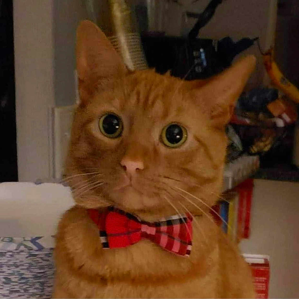 Tora