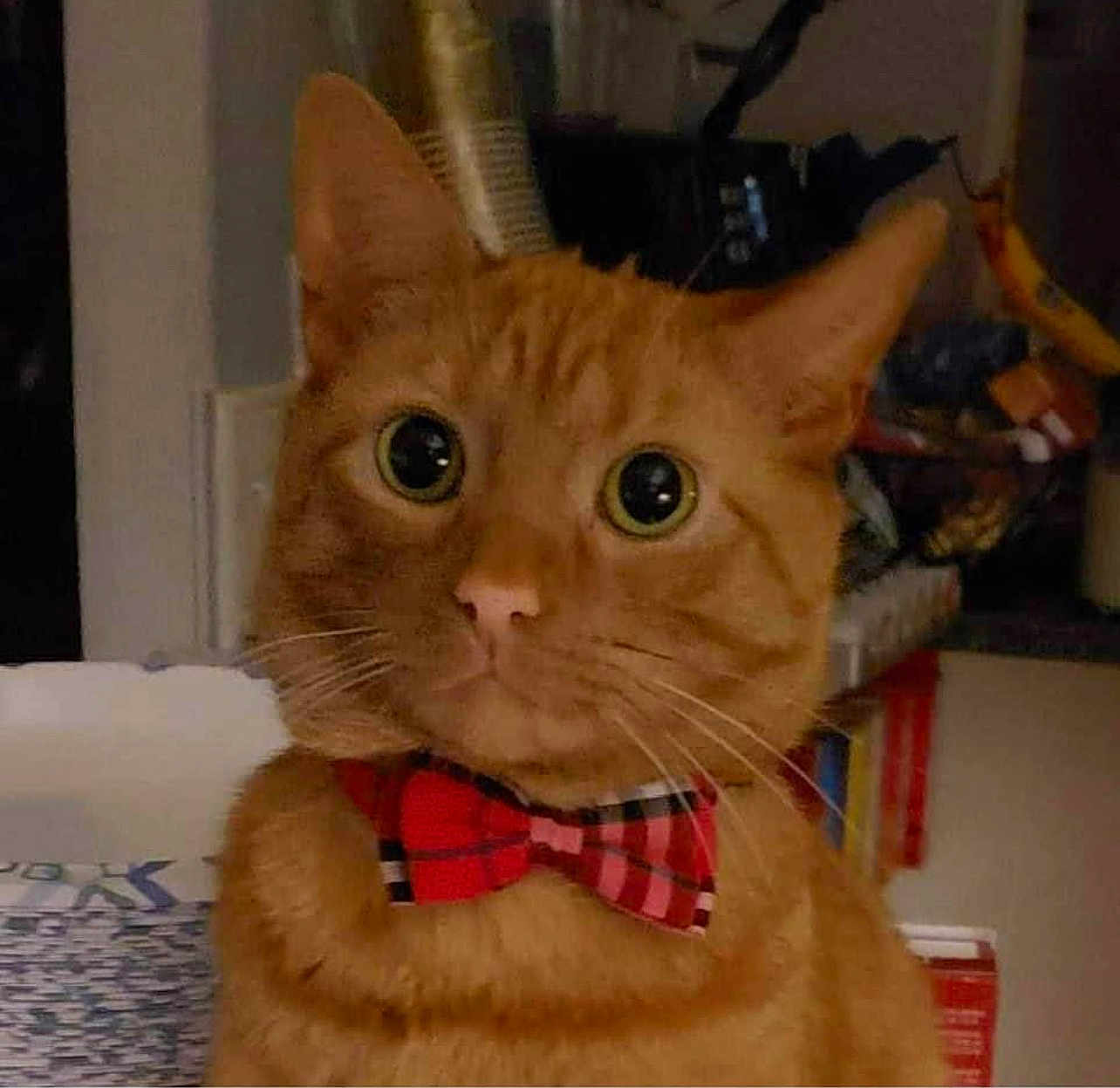 Tora