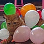 Tora is registered to the contest to win money with this photo: cat, orange_tabby, balloons, indoor, floor, party, colorful, pink_balloon, green_balloon, white_balloon, orange_balloon, red_balloon, confused, cute, pet, feline, animal, celebration, decorations, playful