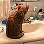 cat, ginger_cat, sink, bathroom, towel, soap_dispenser, countertop, faucet, tile_wall, pet, domestic_animal, curious, sitting, collar, fur, whiskers, indoor, household, clean, cute