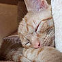 cat, ginger_cat, sleeping, cozy, furry, pet, domestic_animal, whiskers, nap, relaxation, close_up, fur, cute, animal, indoor, soft_texture, resting, peaceful, warm, comfort