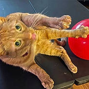 Tora joined the competition — help win amazing prizes! cat, ginger_cat, red_ball, table, paws, stretching, indoor, pet, playful, closeup, feline, whiskers, curious, blurred, black_surface, domestic_animal, funny_pose, wide_eyes, claws, floor