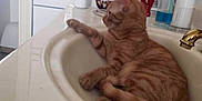 Tora joined the competition — help win amazing prizes! cat, orange_tabby, sink, bathroom, domestic, pet, feline, relaxed, paw, countertop, toothbrush, toothpaste, plastic_cups, golden_faucet, striped, fur, indoor, resting, household, cute
