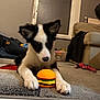 Appy participe au concours pour gagner de l'argent avec cette photo : puppy, dog, toy, hamburger, carpet, indoor, black_and_white, pet, curious, floor, living_room, couch, chew_toy, animal, playful, furniture, window, household, domestic, cute