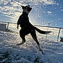 dog, snow, playing, outdoor, sunlight, winter, jumping, fence, grass, sky, clouds, pet, animal, active, daytime, motion, nature, fun, happy, backlit