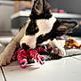 dog, puppy, toy, rope_toy, black_and_white, floor, tile_floor, carpet, indoor, pet, playful, ears, closeup, chewing, animal, cute, young_dog, laying_down, home, curious