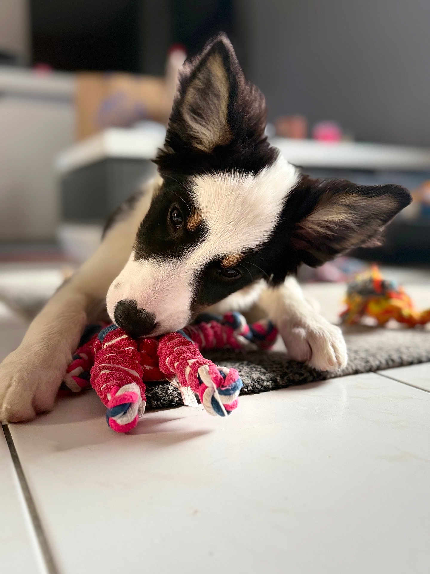 Appy a rejoint le concours — aidez-le/la à gagner de superbes lots ! dog, puppy, toy, rope_toy, black_and_white, floor, tile_floor, carpet, indoor, pet, playful, ears, closeup, chewing, animal, cute, young_dog, laying_down, home, curious