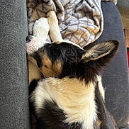 Appy participe au concours pour gagner de l'argent avec cette photo : dog, sleeping, couch, blanket, indoor, fur, black_and_white, resting, pet, canine, cozy, relaxed, fur_pattern, ears, napping, comfort, home, animal, close_up, paw