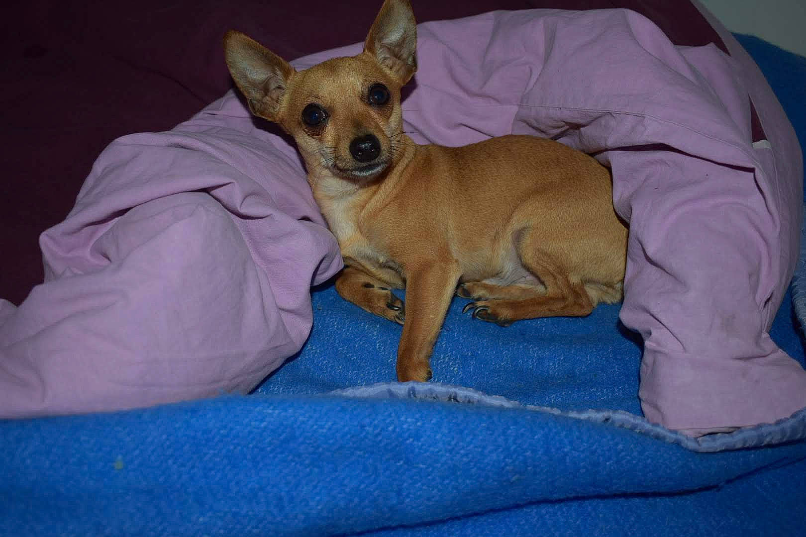 Thor a rejoint le concours — aidez-le/la à gagner de superbes lots ! american_hairless_terrier, canidae, carnivore, chihuahua, companion_dog, corgi_chihuahua, dog, dog_breed, fawn, german_pinscher, mammal, miniature_pinscher, pinscher, prazsky_krysarik, puppy, russkiy_toy, snout, teddy_roosevelt_terrier, toy_dog, vertebrate