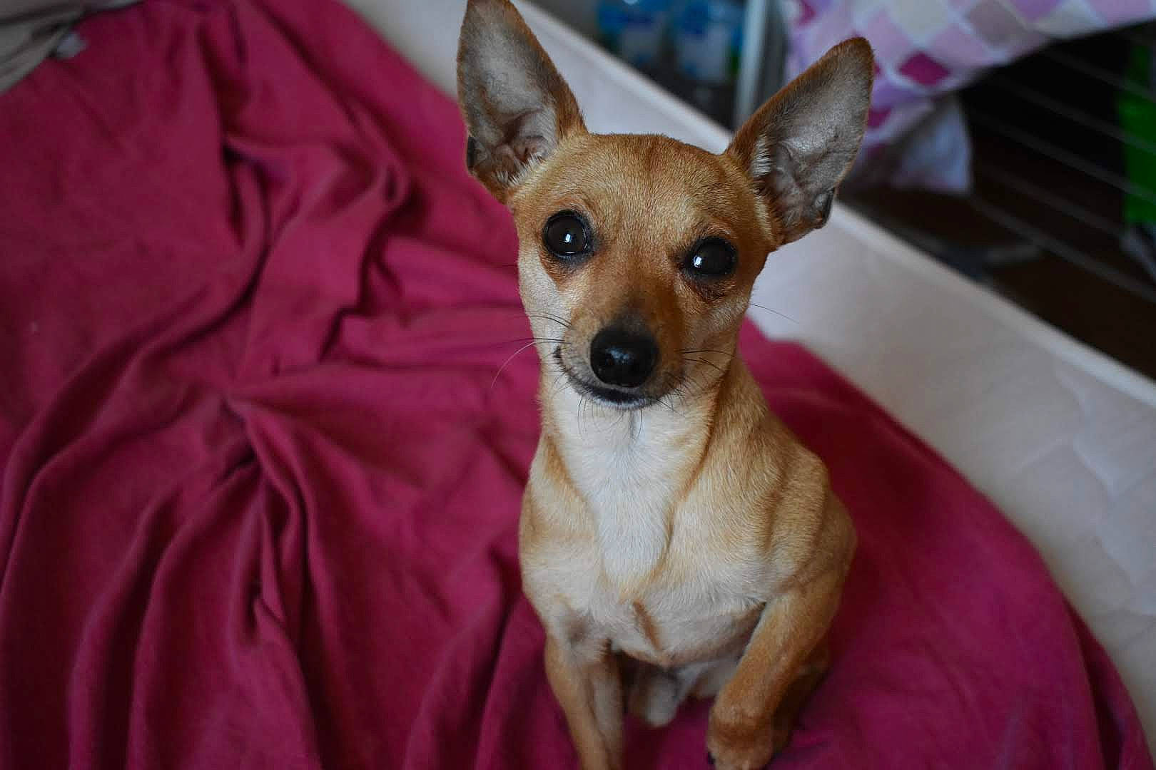 Thor a rejoint le concours — aidez-le/la à gagner de superbes lots ! ancient_dog_breeds, canidae, carnivore, chihuahua, companion_dog, corgi_chihuahua, dog, dog_breed, english_toy_terrier, fawn, mammal, miniature_fox_terrier, russkiy_toy, snout, toy_dog, toy_fox_terrier, vertebrate, whiskers