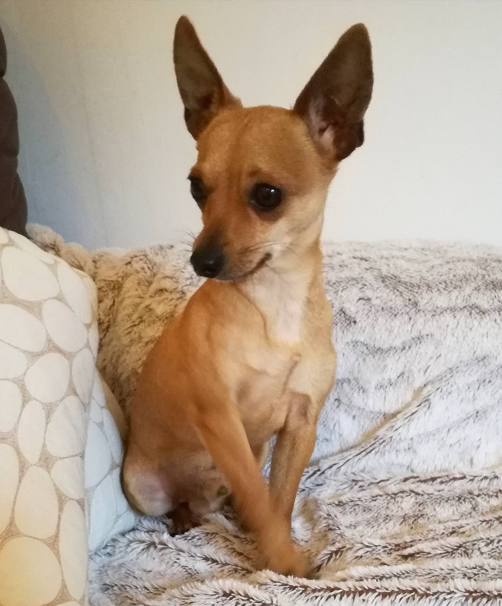 Thor participe au concours pour gagner de l'argent avec cette photo : ancient_dog_breeds, canidae, carnivore, carolina_dog, chihuahua, companion_dog, dog, dog_breed, english_toy_terrier, fawn, feist, mammal, prazsky_krysarik, rare_breed_dog, russkiy_toy, snout, street_dog, toy_dog, toy_fox_terrier, vertebrate