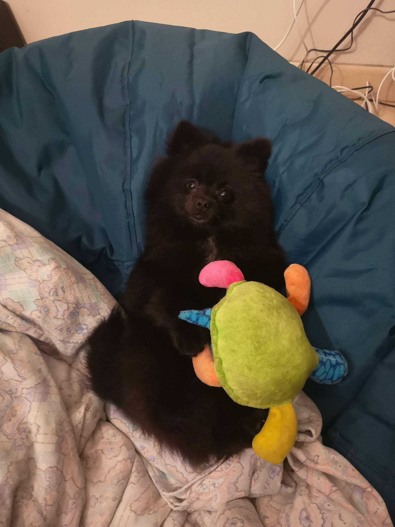 Tokyo a rejoint le concours — aidez-le/la à gagner de superbes lots ! black, black_cat, canidae, carnivore, cat, dog, dog_breed, felidae, nap, non_sporting_group, schipperke, small_to_medium_sized_cats, tail