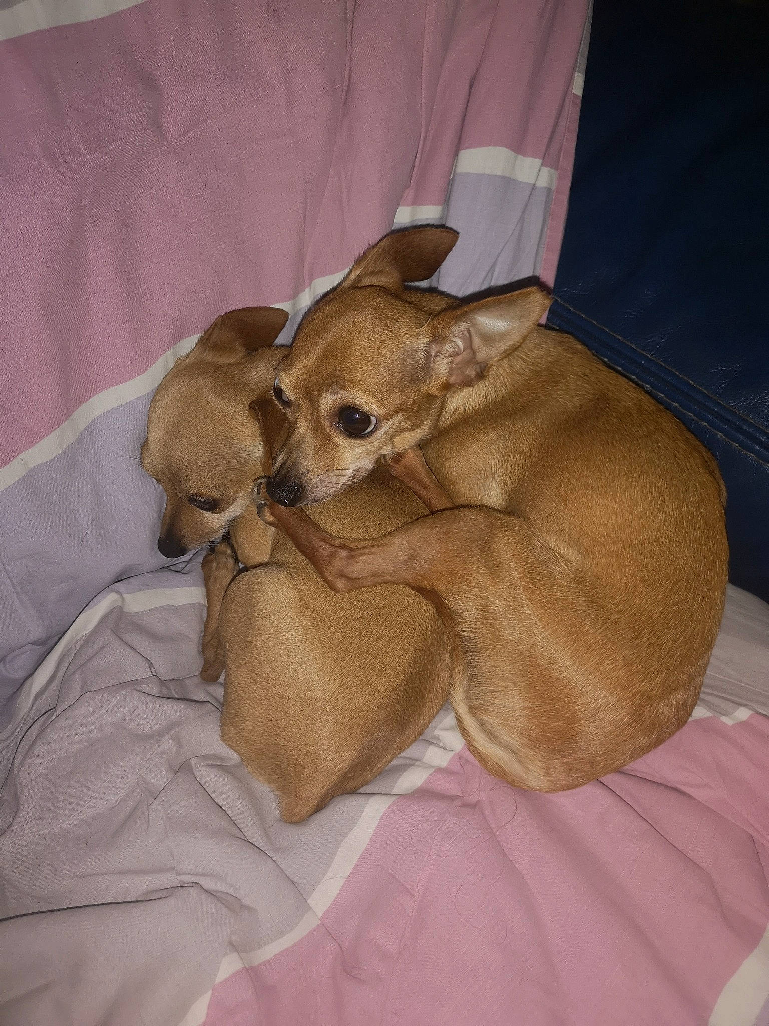 Princesa participe au concours pour gagner de l'argent avec cette photo : canidae, carnivore, chihuahua, companion_dog, dog, dog_breed, ear, fawn, lurcher, mammal, nap, puppy, snout, toy_dog