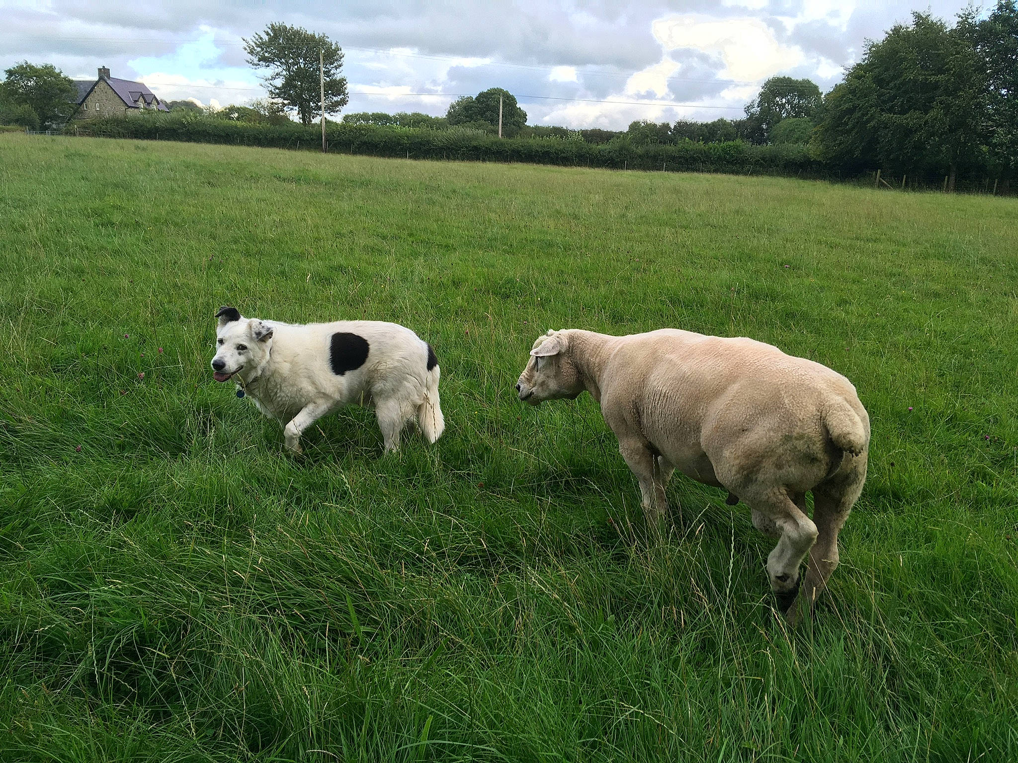 Bryn joined the competition — help win amazing prizes! agriculture, cloud, field, grass, grassland, grazing, landscape, mammal, meadow, natural_landscape, plant, rural_area, sheep, sky, snout, terrestrial_animal, tree, vertebrate, working_animal