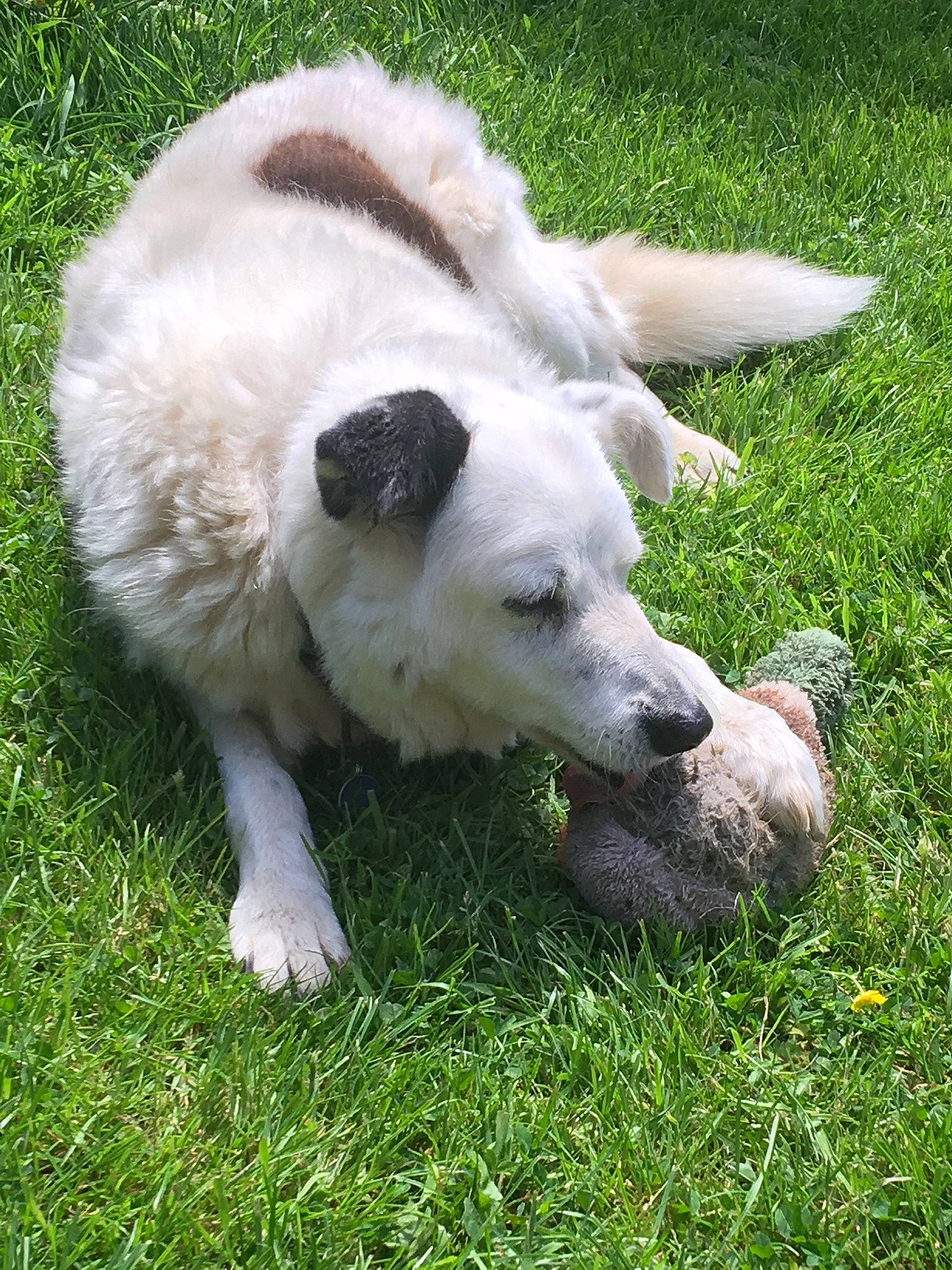 Bryn joined the competition — help win amazing prizes! canidae, carnivore, companion_dog, dog, dog_breed, event, grass, grassland, groundcover, pasture, plant, sporting_group, tail, terrestrial_animal, working_animal, working_dog