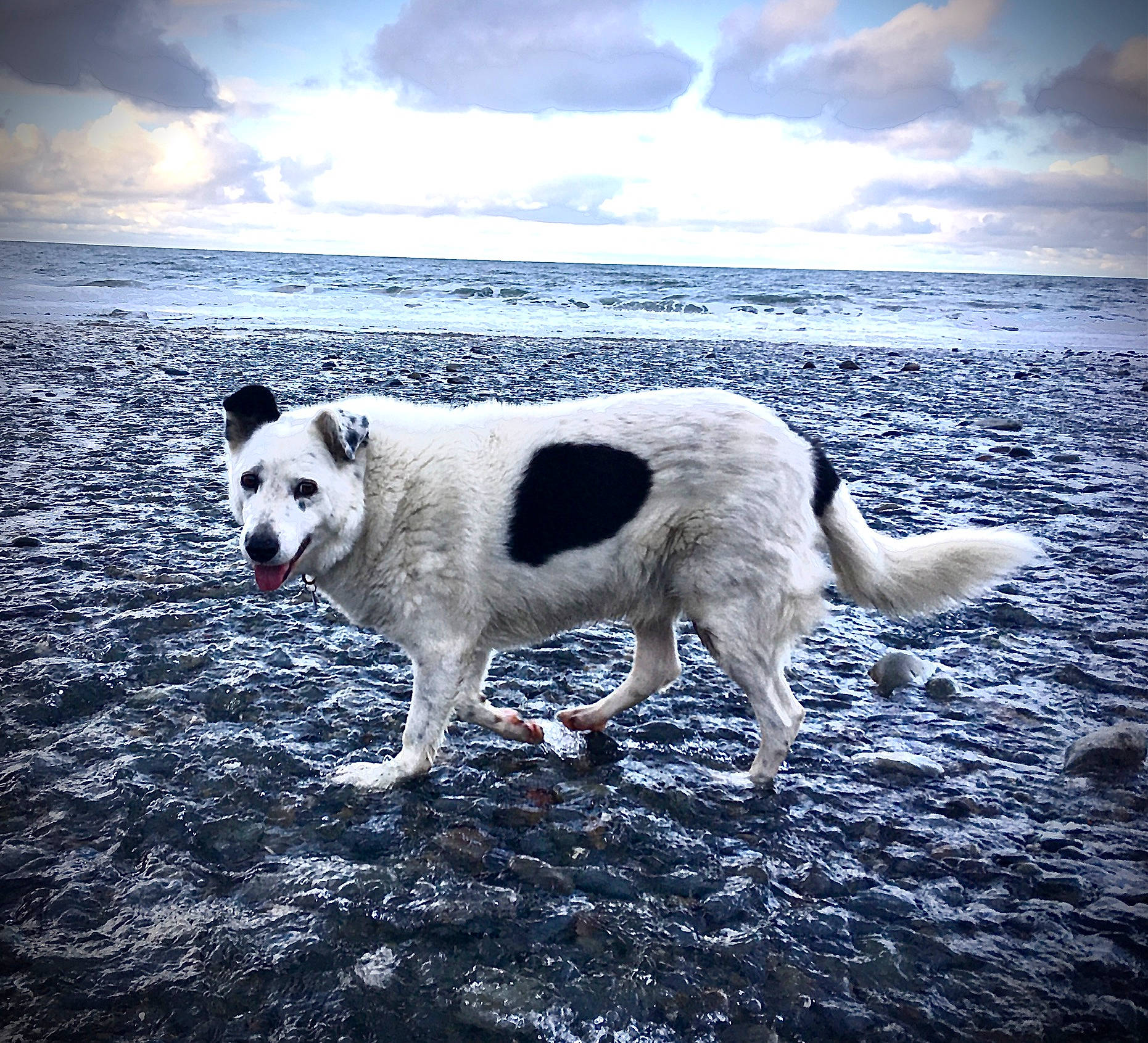 Bryn is registered to the contest to win money with this photo: beach, calm, carnivore, cloud, companion_dog, cumulus, dog, dog_breed, fluid, horizon, landscape, liquid, meteorological_phenomenon, natural_landscape, ocean, sky, tail, water, wind_wave, winter