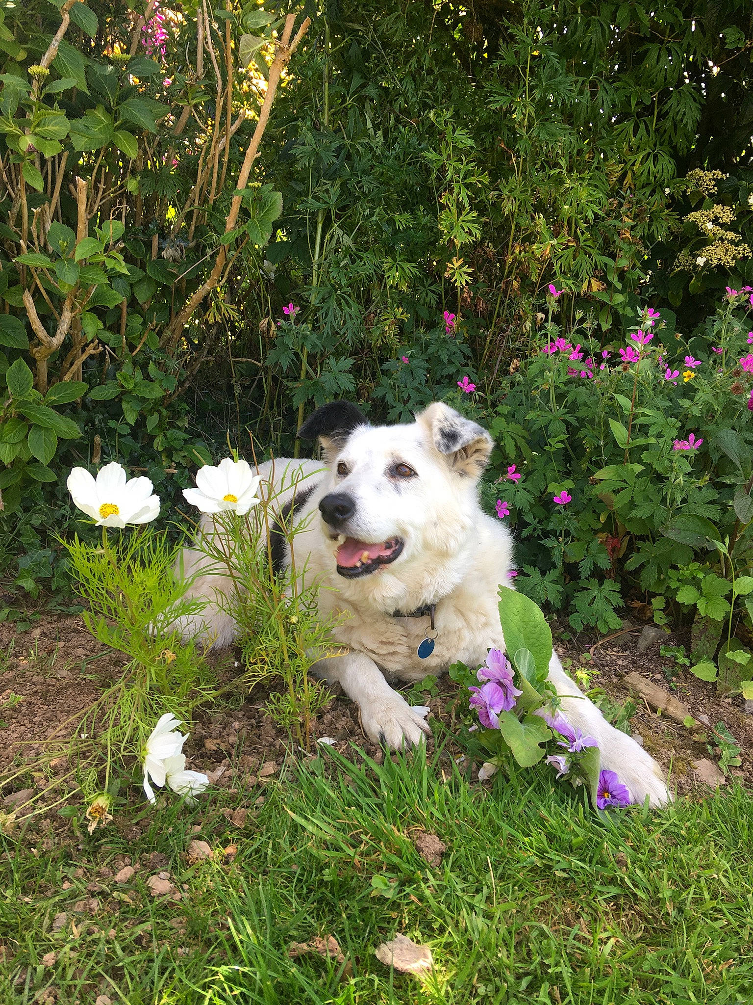 Bryn joined the competition — help win amazing prizes! annual_plant, canidae, carnivore, companion_dog, dog, dog_breed, dog_collar, fawn, flower, flowering_plant, garden, grass, groundcover, herbaceous_plant, petal, plant, shrub, sporting_group, tail, working_animal