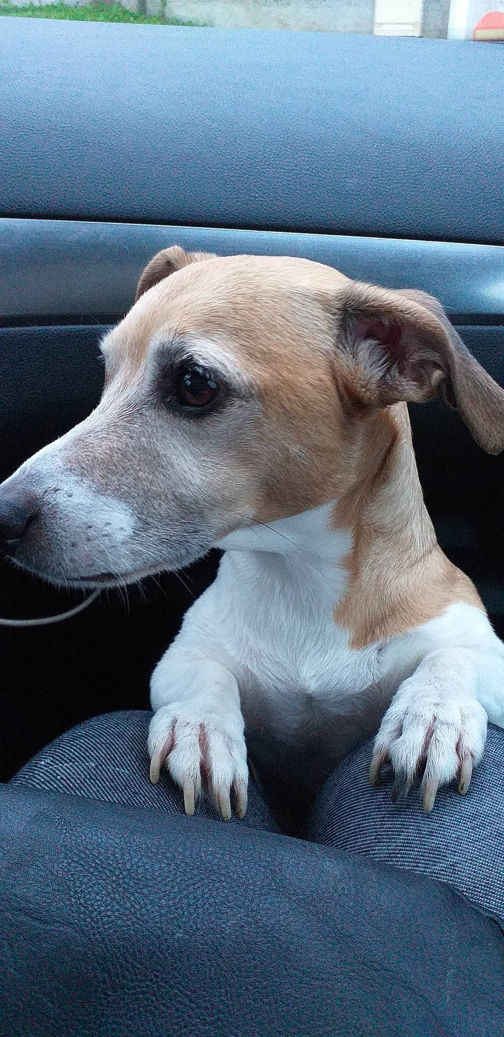 Faya a rejoint le concours — aidez-le/la à gagner de superbes lots ! aspin, canidae, carnivore, companion_dog, dog, dog_breed, fawn, greyhound, italian_greyhound, lurcher, magyar_agar, mammal, potcake_dog, rare_breed_dog, sighthound, snout, street_dog, vertebrate, whippet, whiskers