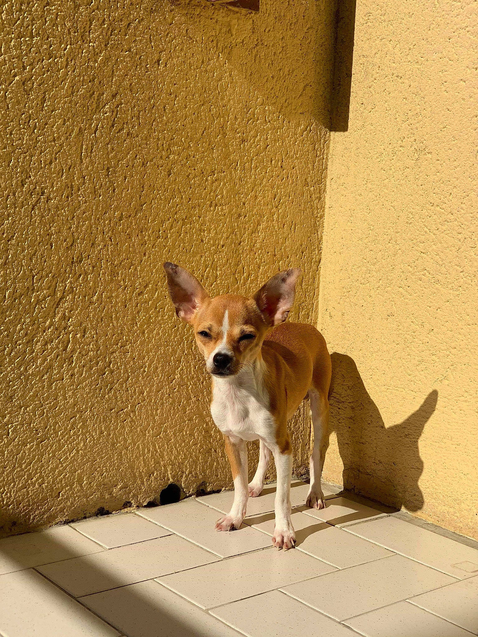 Tchoupy a rejoint le concours — aidez-le/la à gagner de superbes lots ! aspin, basenji, canidae, carnivore, chihuahua, dog, dog_breed, fawn, mammal, snout, street_dog, toy_dog, vertebrate