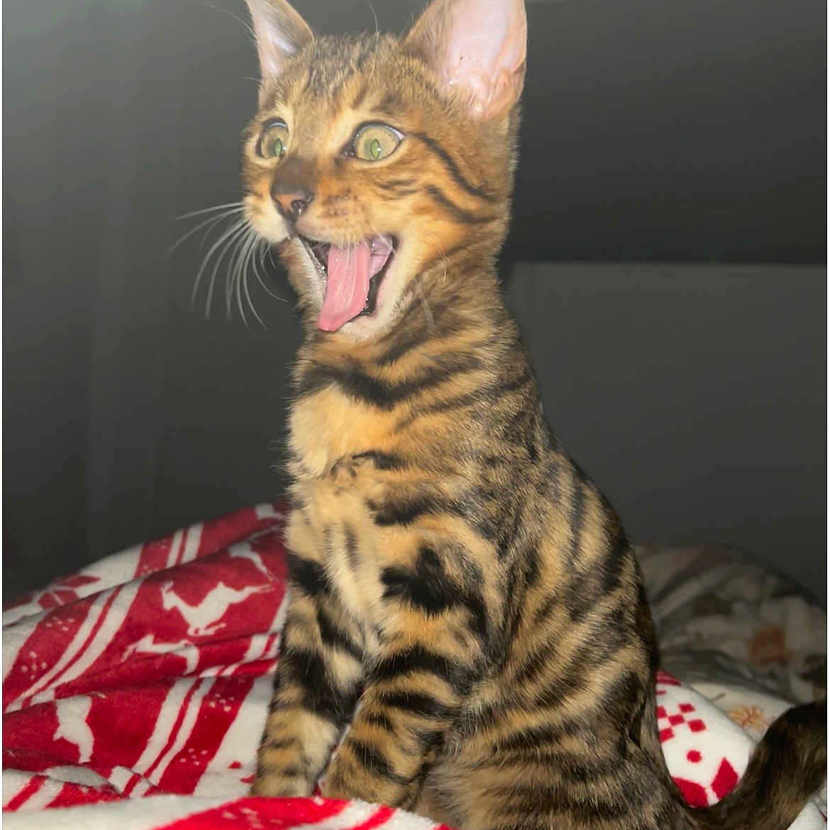 Nouga Le Prince participe au concours pour gagner de l'argent avec cette photo : animal, blanket, cat, cozy, cute, expression, feline, fur, green_eyes, indoor, kitten, mouth_open, pet, red, sitting, striped, tabby, whiskers, white, young