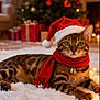 cat, bengal_cat, santa_hat, scarf, bell_collar, christmas_tree, christmas_lights, holiday, indoor, decorations, gift_boxes, warm_lighting, festive, green_eyes, snow_like_surface, cozy, pet, lying_down, red, celebration