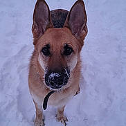 Lola joined the competition — help win amazing prizes! brown_coat, close_up, collar, cute, dog, ears, fur, german_shepherd, leash, looking_up, outdoor, paws, pet, playful, portrait, snoot, snow, snowy_ground, standing, winter