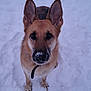 brown_coat, close_up, collar, cute, dog, ears, fur, german_shepherd, leash, looking_up, outdoor, paws, pet, playful, portrait, snoot, snow, snowy_ground, standing, winter