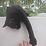 black_cat, cat, paw, hand, human_hand, outdoor, wall, tree, palm_leaves, nature, animal, pet, interaction, touch, feline, overhang, sky, daylight, closeup, connection