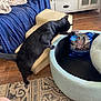 black_cat, dog, pet_bed, cat_food, couch, blanket, wooden_floor, rug, cabinet, curious, indoor, furniture, paw, standing_cat, small_dog, blue_couch, cozy, animal, domestic, home
