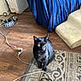 black_cat, cat, pet, indoor, rug, floor, cords, cable, couch, blue_couch, food_bowl, wood_floor, yellow_eyes, feline, domestic_cat, curious, sitting, home, cozy, quiet