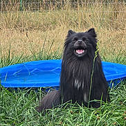 Happy is registered to the contest to win money with this photo: dog, black_dog, grass, outdoor, smiling, happy, blue_pool, fence, nature, sunlight, pet, canine, long_hair, sitting, greenery, playful, summer, tongue_out, joyful, animal
