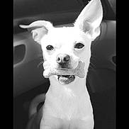 Jax is registered to the contest to win money with this photo: dog, bone, pet, animal, car_interior, ears, mouth, black_and_white, cute, small_dog, alert, snout, fur, sitting, front_seat, playful, looking_at_camera, canine, companion, indoor