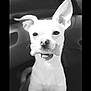 dog, bone, pet, animal, car_interior, ears, mouth, black_and_white, cute, small_dog, alert, snout, fur, sitting, front_seat, playful, looking_at_camera, canine, companion, indoor