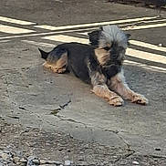 Rox a rejoint le concours — aidez-le/la à gagner de superbes lots ! dog, canine, small_dog, scruffy_dog, black_and_tan, long_hair, lying_down, outdoor, street, pavement, sidewalk, urban, road_markings, concrete, gravel, daylight, shaggy, relaxed, animal, pet