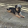 dog, canine, small_dog, scruffy_dog, black_and_tan, long_hair, lying_down, outdoor, street, pavement, sidewalk, urban, road_markings, concrete, gravel, daylight, shaggy, relaxed, animal, pet