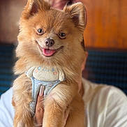 Blue joined the competition — help win amazing prizes! animal, blurred_background, closeup, cute, dog, fluffy, friendly, fur, hand, happy, harness, indoor, person_holding_dog, pet, pomeranian, portrait, small_dog, smiling, tongue_out, warm_lighting