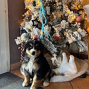 Gaïa participe au concours pour gagner de l'argent avec cette photo : puppy, dog, christmas_tree, ornaments, holiday, decorations, festive, indoor, floor, carpet, tree_lights, pine_cones, snowy_tree, cute, pet, animal, living_room, cozy, winter, holiday_season