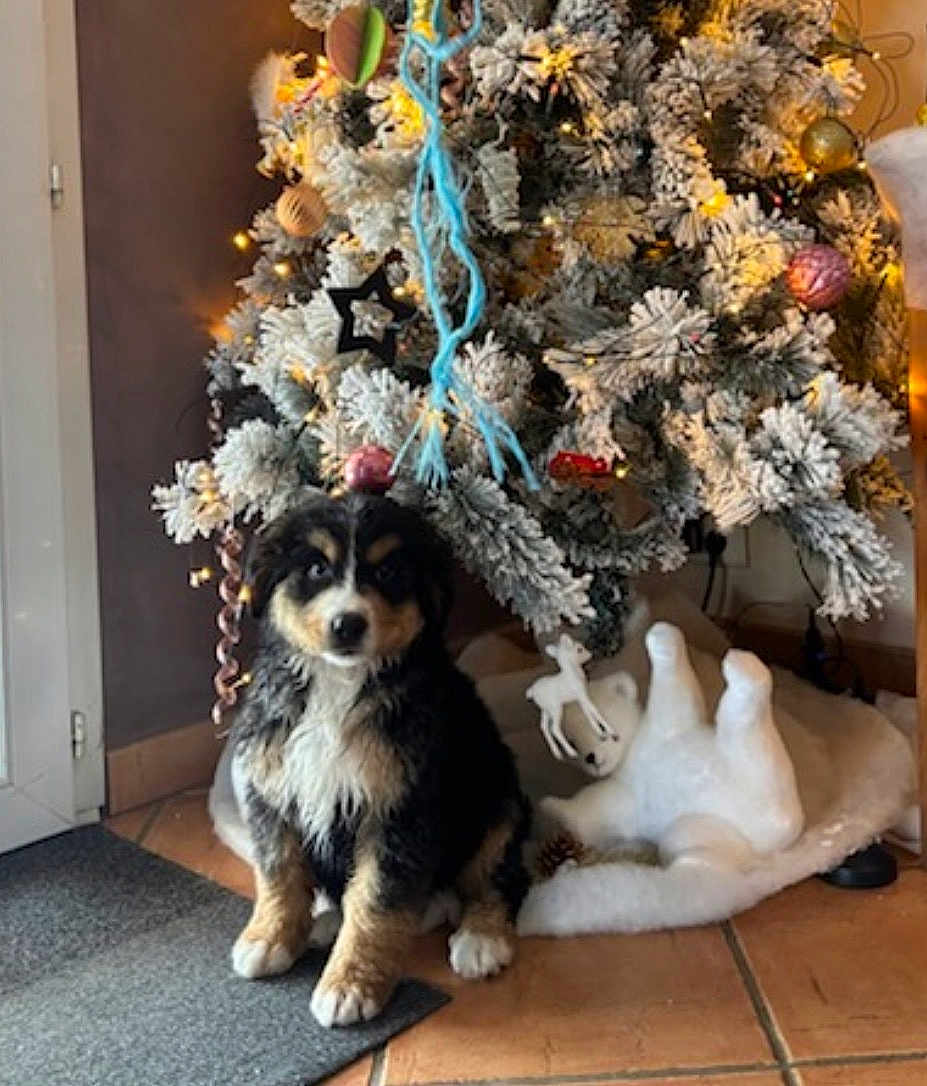 Gaïa participe au concours pour gagner de l'argent avec cette photo : puppy, dog, christmas_tree, ornaments, holiday, decorations, festive, indoor, floor, carpet, tree_lights, pine_cones, snowy_tree, cute, pet, animal, living_room, cozy, winter, holiday_season