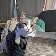 Smokey is registered to the contest to win money with this photo: cat, gray_and_white, pet, indoor, couch, armrest, blanket, green_cushion, curious, relaxed, feline, whiskers, pink_nose, fur, domestic_animal, house, cozy, soft_lighting, table, wood_texture