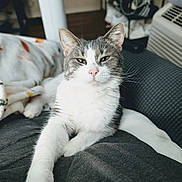 Smokey joined the competition — help win amazing prizes! animal, blanket, cat, close_up, comfort, cozy, cute, domestic, face, feline, fur, gray_and_white, indoor, mammal, paw, pet, relaxed, resting, sleepy, whiskers