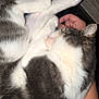cat, sleeping, fur, white, gray, pet, animal, closeup, indoor, resting, paw, human_hand, arm, table, cozy, comfort, relaxation, domestic, cute, feline