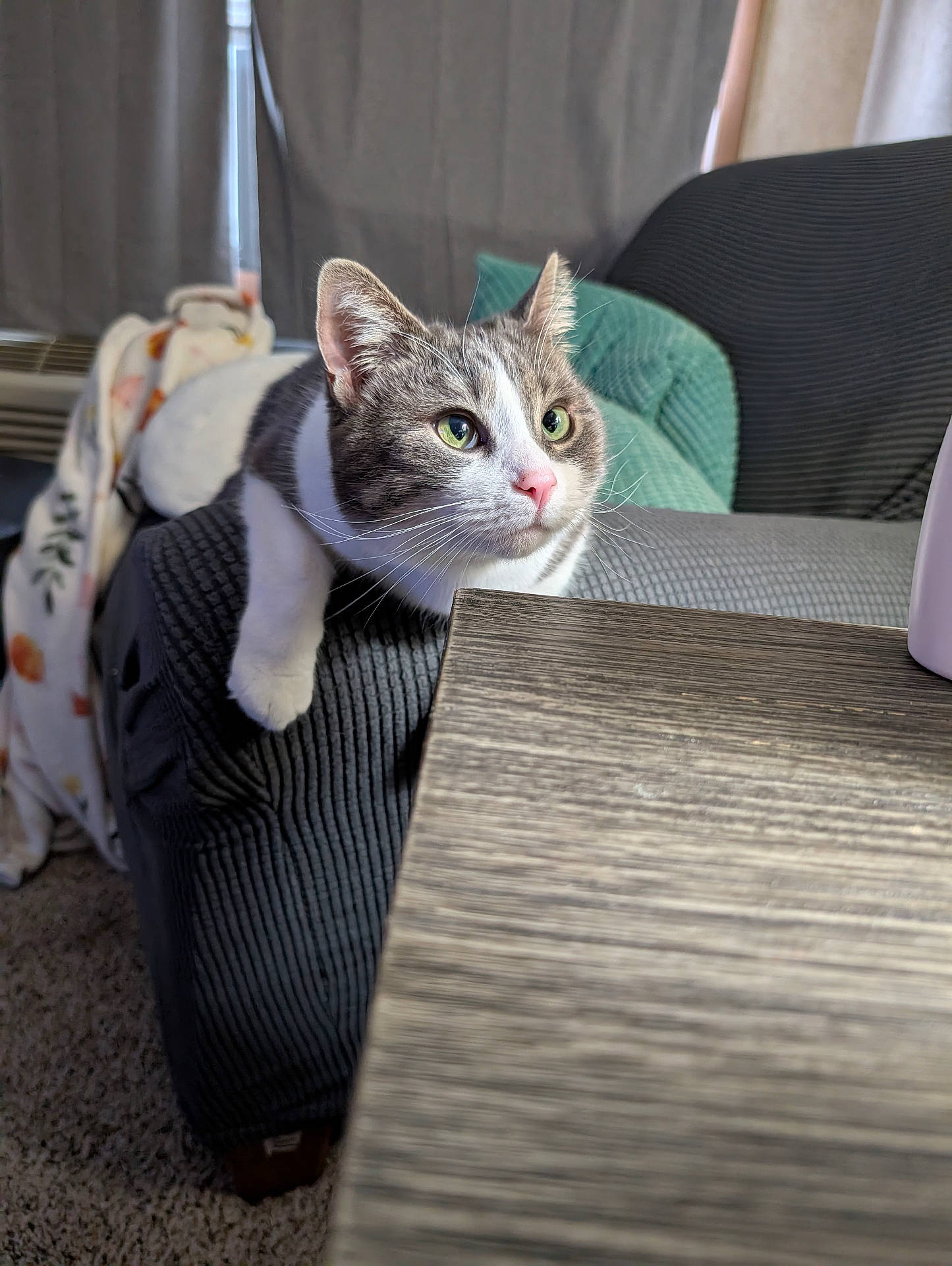 Smokey joined the competition — help win amazing prizes! armrest, background, blanket, carpet, cat, couch, cozy, curious, cushion, domestic_animal, fur, furniture, green_eyes, indoor, natural_light, pet, relaxed, table, table_surface, whiskers