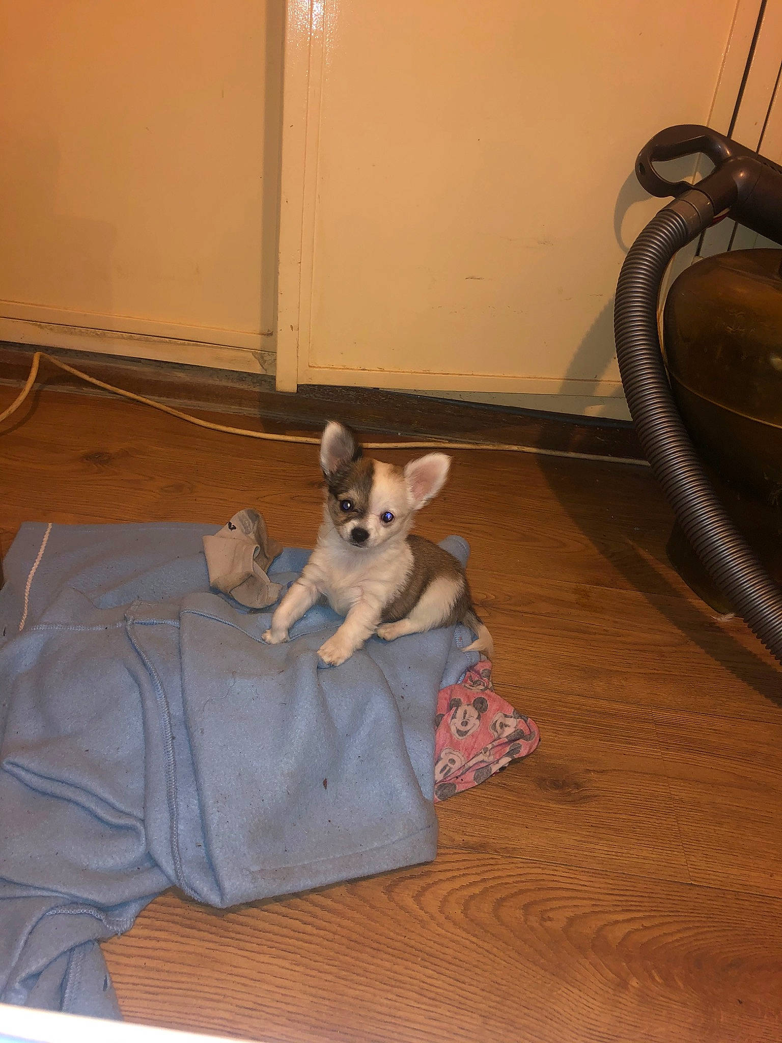 Charly a rejoint le concours — aidez-le/la à gagner de superbes lots ! canidae, carnivore, companion_dog, dog, dog_breed, fawn, mammal, vertebrate