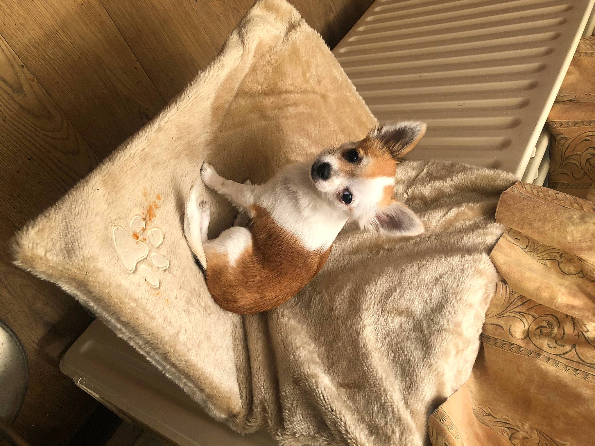 Charly a rejoint le concours — aidez-le/la à gagner de superbes lots ! canidae, carnivore, fawn, mammal, mouse_lemur, snout, whiskers