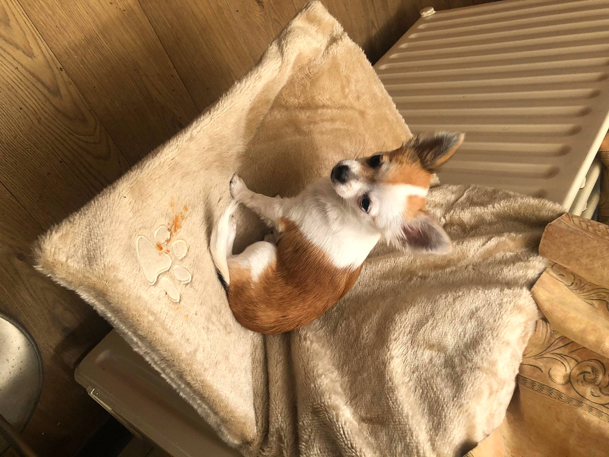 Charly a rejoint le concours — aidez-le/la à gagner de superbes lots ! canidae, carnivore, fawn, whiskers