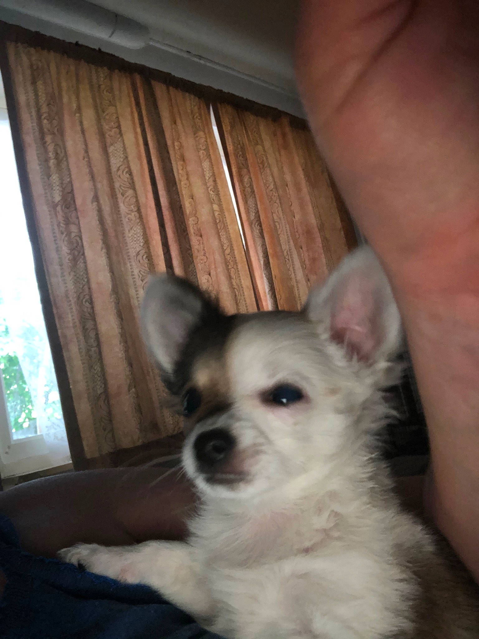 Charly a rejoint le concours — aidez-le/la à gagner de superbes lots ! canidae, carnivore, chihuahua, companion_dog, corgi_chihuahua, dog, dog_breed, ear, fawn, mammal, nose, pembroke_welsh_corgi, puppy, rare_breed_dog, skin, snout, toy_dog, vertebrate, welsh_corgi, whiskers