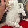 Anakin is registered to the contest to win money with this photo: kitten, sleeping, hand, lap, red_clothing, white_fur, beige_fur, cozy, pet, feline, relaxed, cute, domestic_animal, soft, animal, resting, indoor, comfort, paw, whiskers
