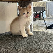Anakin joined the competition — help win amazing prizes! kitten, cat, indoor, carpet, cat_tree, furniture, pet, animal, cute, small, young, whiskers, ears, blue_eyes, curious, sitting, furry, domestic, home, cozy